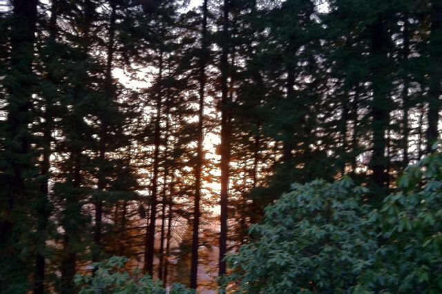 Sunrise through trees on Mount Tabor